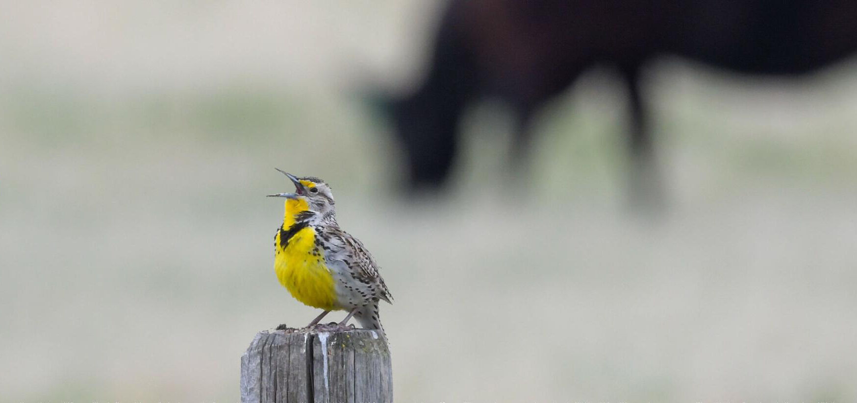 meadowlark-grazing. jpg